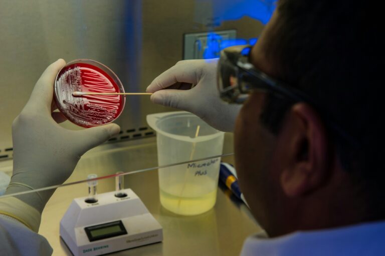 person swabbing petri dish