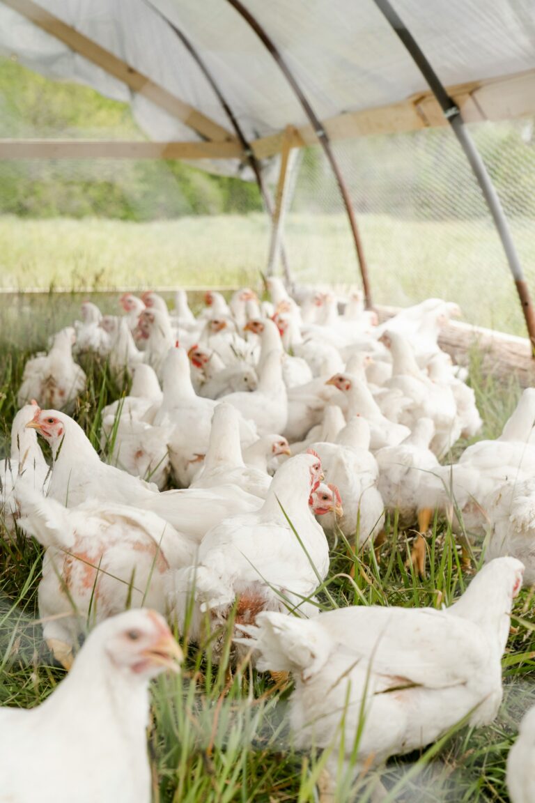several poultry on grass in an enclosed space
